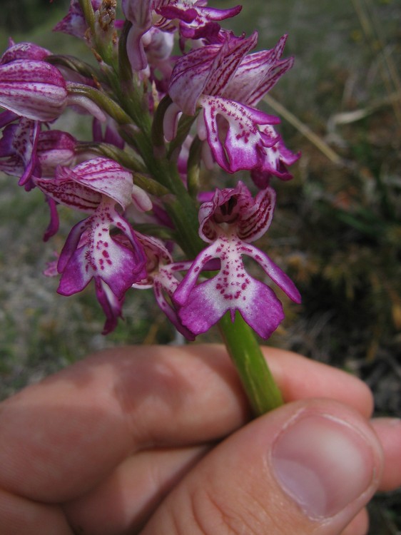 Orchis x hybrida